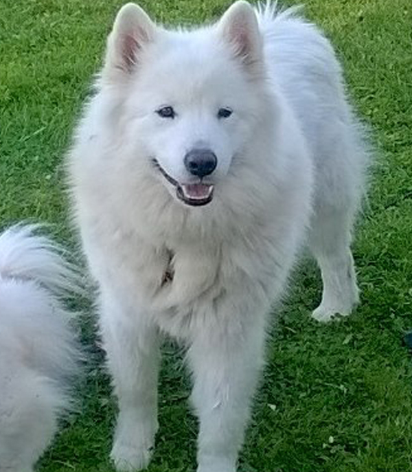 Iouchka