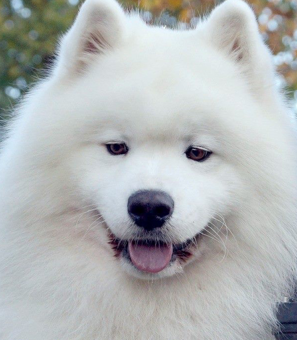 Simba
