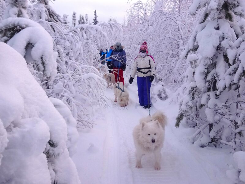 Cani-randonnée en forêt boréale, samoyède en traction