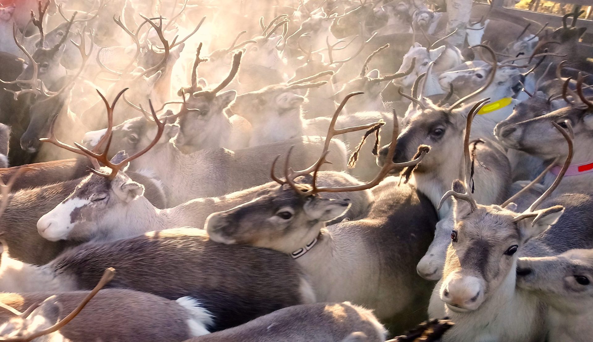 Aurore boréale au-dessus du chalet SamArctic en pays Sami